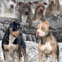 Cucciola pitbull Tricolor