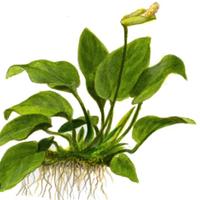 Piantine di anubias