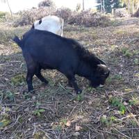 Capretta Tibetana (maschio)