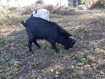 Capretta Tibetana (maschio)