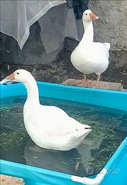 Coppia di oche romagnole