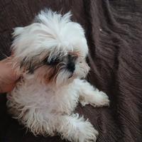 Cuccioli Shih Tzu