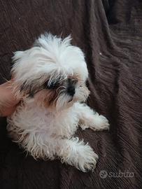 Cuccioli Shih Tzu