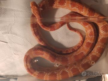 Serpenti del grano