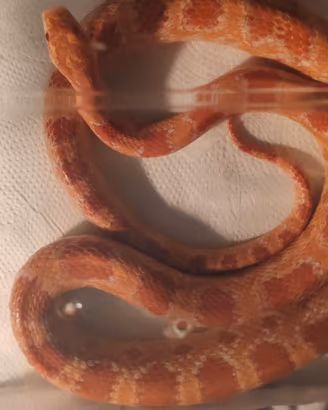 Serpenti del grano