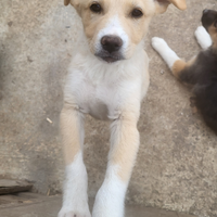 Cuccioli di cane