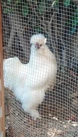 Gallo moroseta