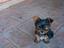 Immagine 1