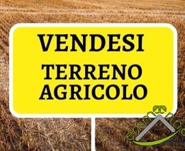 TERRENO AGRICOLO