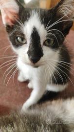 Cucciola gatto siberiano