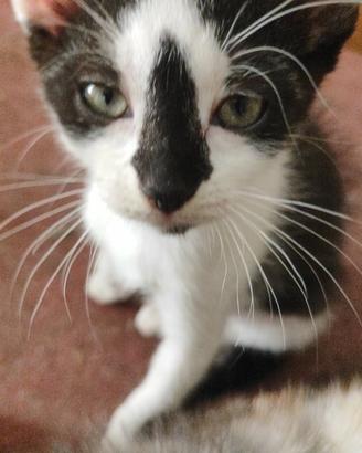 Cucciola gatto siberiano