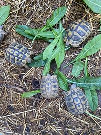 Tartarughe di terra Testudo hermanni thb