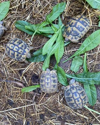 Tartarughe di terra Testudo hermanni thb