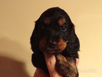Cuccioli cocker spaniel