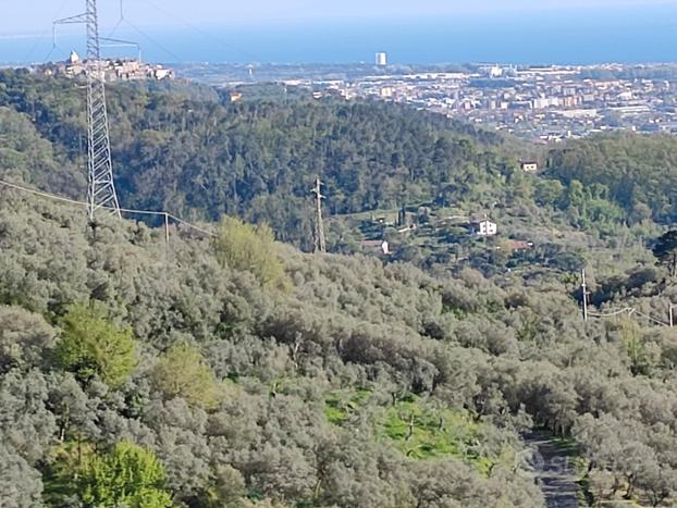 Terreno COLTIVATO AD OLIVETO