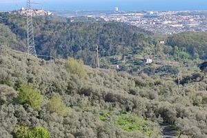 Terreno COLTIVATO AD OLIVETO