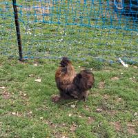 Gallo moroseta