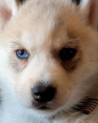 SIBERIAN HUSKY CUCCIOLATA CON PEDIGREE 