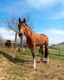 Cavallo 10 anni