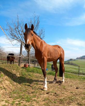 Cavallo 10 anni