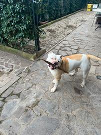 Vendo bulldog americano