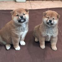 Shiba inu cuccioli
