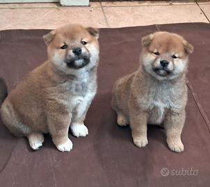Shiba inu cuccioli