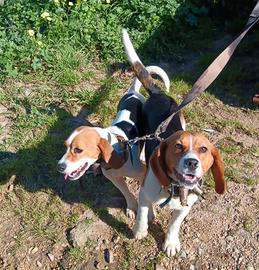 Beagle