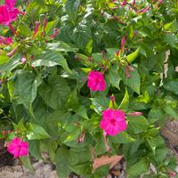 Semi di Bella di notte