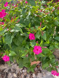 Semi di Bella di notte