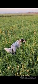 Setter inglese femmina