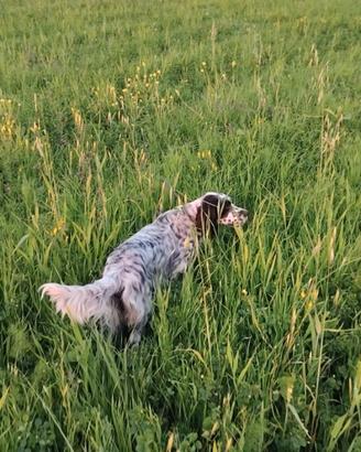 Setter inglese femmina