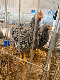 Gallo amrok