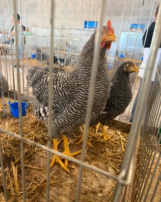Gallo amrok