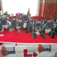 Cuccioli di Bulldog Francese Blue