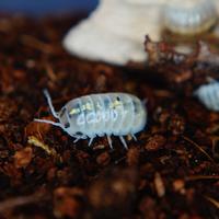 Armadillidium vulgare "Magic potion"