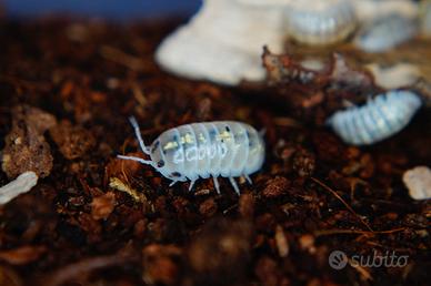 Armadillidium vulgare "Magic potion"