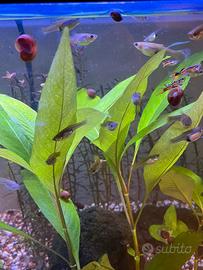 Endler 1 maschio e 3 femmine