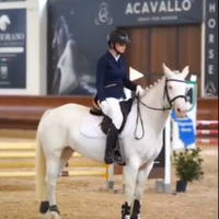 Cavallo Pony salto Connemara