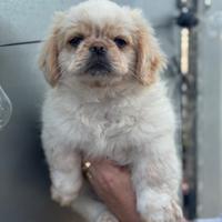 Cucciolo pechinese