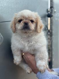 Cucciolo pechinese