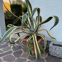 Pianta Agave (taglia grande)