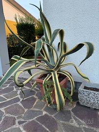 Pianta Agave (taglia grande)