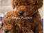 Immagine 13