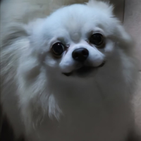 Chihuahua maschietto