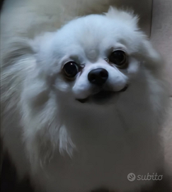 Chihuahua maschietto