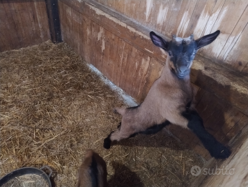 Capretti camosciata delle alpi