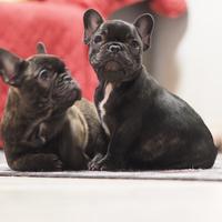 Cuccioli di Bouledogue Francese disponibili