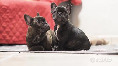 Cuccioli di Bouledogue Francese disponibili