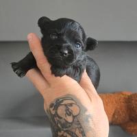 Cucciola chihuahua nera